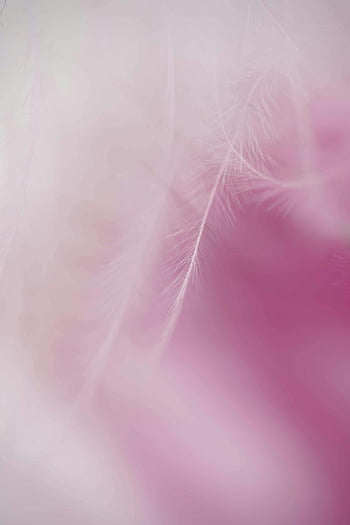 pink feathers, soft pink, dreamy gradient, delicate close-up, smooth background, soft texture, pastel colors, gentle hues, abstract art, nature details, softness