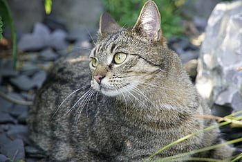 beauty, cat, mackerel, female, camouflage, hidden, attention, hunting, pet, fur, animal
