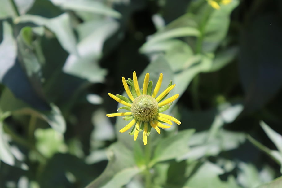 Třapatka kalifornská, květ, žlutý květ, okvětní lístky, žluté okvětní lístky, flóra, rostlina, rudbeckia kalifornská, Příroda, yosemitu, letní