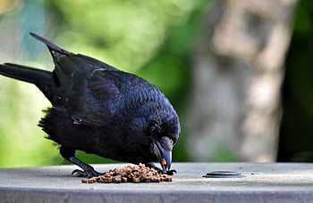 pták, vrána, kavka, vrána vrána, ornitologie, druh, fauna, zvíře, volně žijících živočichů
