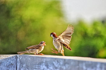 passeri, raggio di cemento, messa a fuoco selettiva, Interazione naturale, uccelli vivaci, ripiano, scena all'aperto, fotografia naturalistica, fauna selvatica urbana, comportamento degli uccelli, Sparro su sporgenza