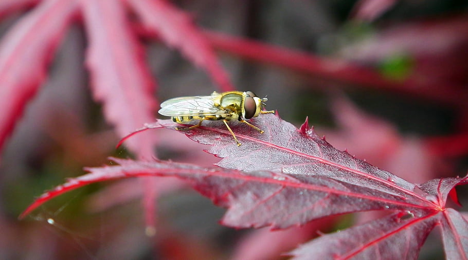 insect, leaf, clone, japanese, macro, nature, animals, closeup, wings, beautiful