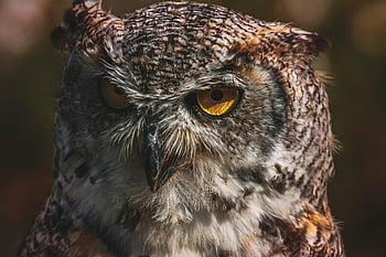 hnědá sova, velká sova rohatá, detail, Pronikavé oči, složité peří, fotografování divoké zvěře, fotografování ptáků, fotografování přírody, sova oči, sova peří, zvíře detail