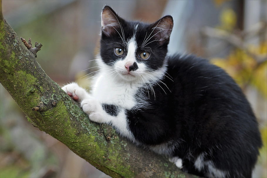 kitten, cat, feline, branch, tree, climb, pet, beard, animal, nature, fur