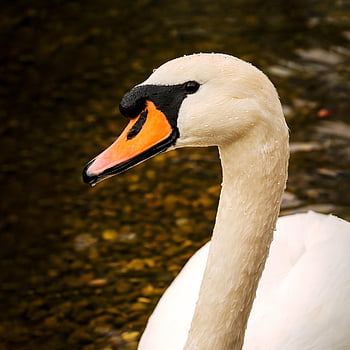 swan, waterbird, bird, white Swan, waterfowl, nature, animal, wildlife, long Jibe, swim, water