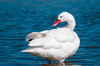 cisne coscoroba, pájaro, animal, aves acuáticas, AVE acuática, pájaro acuático, plumaje, lago, naturaleza, ornitología, observación de aves