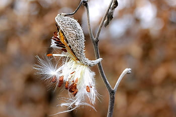 bource morušového, flóra, oříznutí, semena, podzim, Příroda, makro, plevel