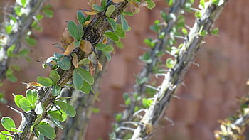 prickly, arizona, cactus, desert, plant, green, nature, botanical, tucson, thorn, sharp