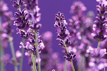 lavender, purple, flower Background, violet, beautiful Flowers, flower, wild Flowers, flower Wallpaper, plant, meadow, blossom