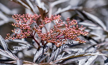 starší, štěrbina listová, Červené, listy, stříbrný třpyt, pupen, bezohlední pupeny, Příroda, světlo, sambucus nigra, Červený starší