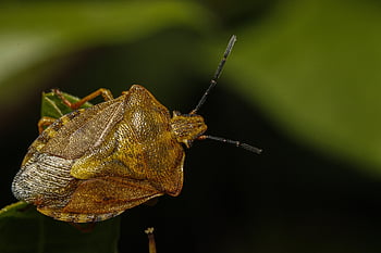 smradlavý bug, Chyba, hmyz, makro, zblízka, entomologie, smradlavý štěnice Aristic Back, Návrh smradlavého štěnice, Zobrazit smradlavý hmyz, Pohled zezadu na smradlavce, Makro smradlavého hmyzu