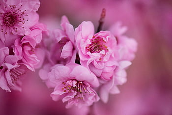 pink flower, cherry blossoms, vibrant pink, full bloom, close-up view, spring flowers, floral beauty, nature photography, pink petals, blooming flowers, cherry blossom season