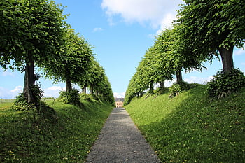 hrad, avenue, stromy, Příroda, nebe, zahrada, architektura, perspektivní, Bothmer, lípa, zelená