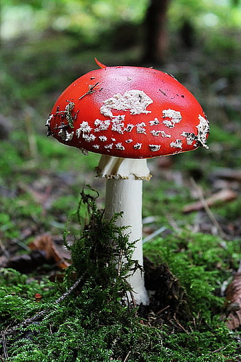 fly agaric, champignon, Skov, rød champignon, fly amanita, amanita muscaria, paddehat, svamp, skov svampe, natur, skovbund
