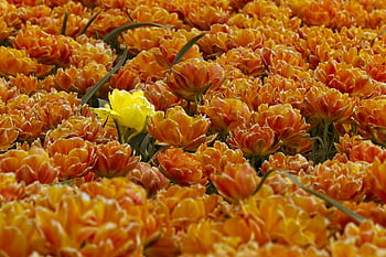 bunga tulp, tulip, bidang tulip, Belanda, musim semi, flora, alam, Jeruk, kuning, lampu tulip, bidang umbi