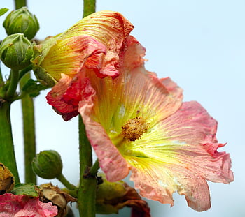 hollyhock, květiny, rostlina, Stock rose, alcea, květinové pozadí, sléz, okvětní lístky, pupeny, květinové tapety, květ