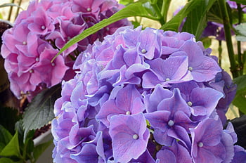 flowers, hydrangeas, beautiful Flowers, nature, plant, bloom, blossom, flora, flower Wallpaper, summer, flower Background