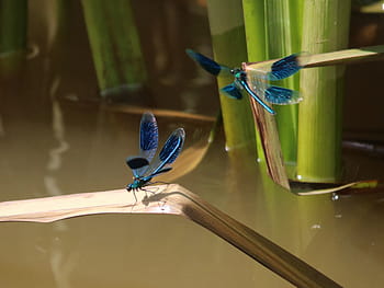 damselfly, Banded Demoiselles, Trent and Mersey canal, Lock 65, Wheelock, Sandbach, Cheshire, wildlife, nature, wing, water