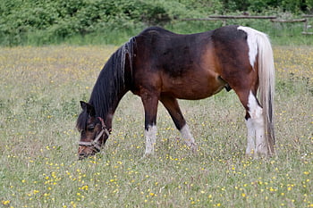 kůň, pást se, kontrola, záplatovaný, Příroda, hnědý, zvíře, pastvina, jízda na koni, reiterhof, savec