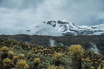 Frailejones, snow covered mountain, Sierra Nevada del Cocuy, Colombia, lush vegetation, snowy peaks, natural landscape, high altitude plants, Andean flora, mountain scenery, alpine environment