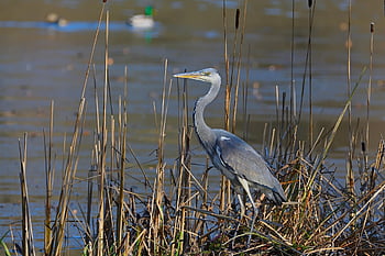 アオサギ、 ヘロン、 鳥、 動物、 羽毛、 くちばし、 自然、 野生動物、 鳥類、 鳥類学、 湖