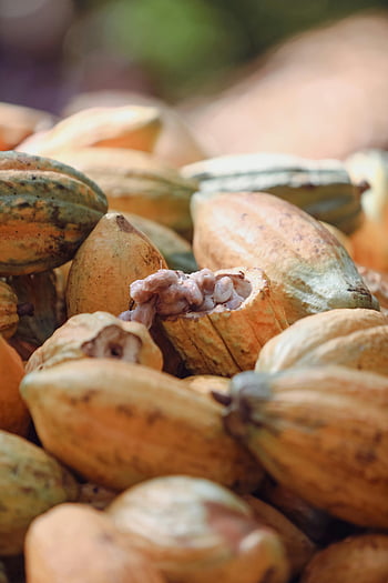 gousses de cacao, cacao récolté, couleurs vives, Paragominas, Pará Brésil, cacao frais, récolte de cacao, gros plan sur le cacao, culture du cacao, production de cacao, fruit de cacao