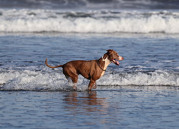 dog, pet, animal, nature, playing, landscape, sun, beach, waves