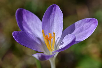 花、 花びら、 フローラ、 植物学、 クロッカス、 Schwertlilie gewaechs、 バイオレット、 咲く、 春、 春の前兆、 Frühlingsanfang