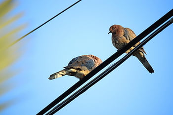 des oiseaux, fil électrique, animal, plumes, plumage, le bec, la nature, faune, aviaire, תור, יונים