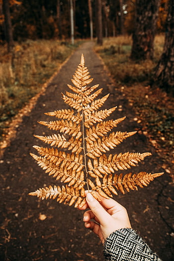 dry fern leaves, hand holding leaf, forest pathway, fall season, close-up photography, autumn foliage, nature scene, outdoor setting, seasonal change, natural beauty, dry leaves
