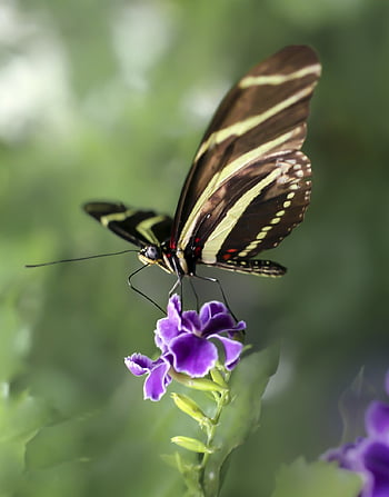 vlinder, bloem achtergrond, vlinder tropisch, insect, exotisch, vleugel, natuur, dieren, bloem behang, mooi, kleurrijk
