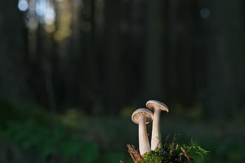 mushrooms, small Mushrooms, slats, moss, fall, forest, nature