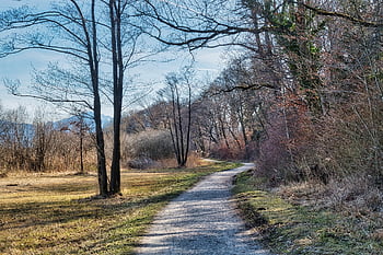 alberi, sentiero, foresta, boschi, rami, rami d'albero, percorso naturalistico, sentiero didattico, alberi spogli, lontano, sentiero nel bosco