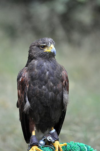 falcon, bird, eagle, nature, falconry, bird Of Prey, wildlife, animal