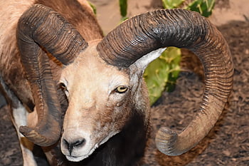 bighorn Sheep, ram, animal, wild Sheep, horns, wildlife, ovis Canadensis, nature, close Up