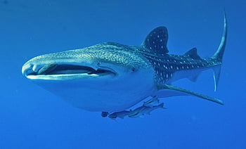 whale sharks, ocean, close-up image, swimming gracefully, underwater, distinct patterns, large size, marine life, ocean wildlife, underwater photography, sea creatures