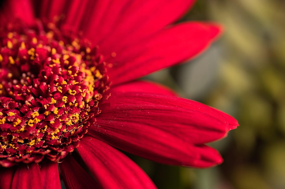 daisy, flower, plant, gerbera, petals, bloom, blossom, nature, closeup, wildlife, macro