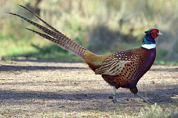 pheasant, bird, animal, wildlife, feathers, plumage, beak, fauna, wild, nature, shooting