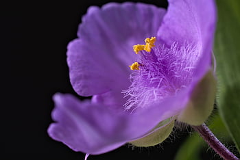 trois maitre fleur, étamines, fleur, pétales, Floraison, pollen, violet, flore, fermer