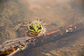 frog, animal, pond, water, amphibian, swim, vertebrate, fauna, animal Photography, nature