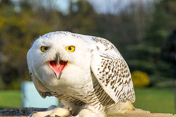 sněžná Sova, pták, zobák, sova, bílá sova, zvíře, dravý pták, raptor, dravec, volně žijících živočichů, rozzlobený