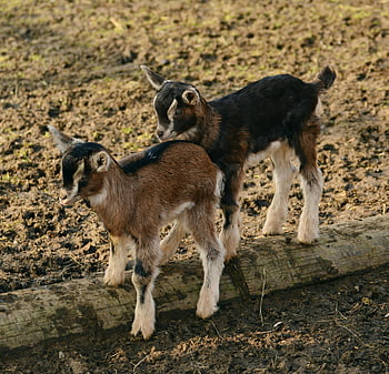 baby goats, sunny farm day, adorable goats, playing goats, farm animals, cute goats, outdoor farm scene, young goats, farm life, goat photography, baby goat play