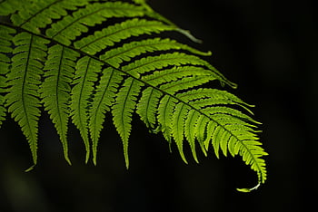 fern, nature, leaves, green, plants, forest, flora, botany, jungle, fern Fronds, growth