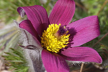 pasqueflower, koniklec, květ, botanika, Příroda, zahrada, jaro, louka, fialový květ, flóra, jarní květiny