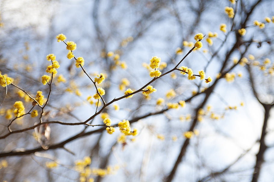cornus Officinalis, spring, nature, flower Background, flower, tree, beautiful Flowers, blossom, flower Wallpaper, floral, yellow