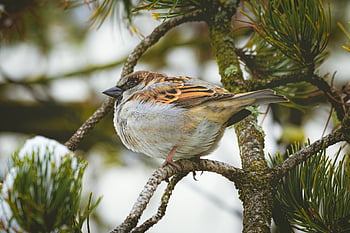 ornithology, nature, animal, winter, bird, sparrow, house Sparrow, sperling