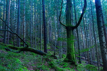 horror, forest, woods, carpathian, ukraine, travel, hiking, trees, moss, scary, deep