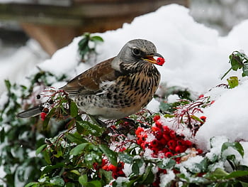 bird, throttle, berries, nature, animal, hunger, winter, snow, garden