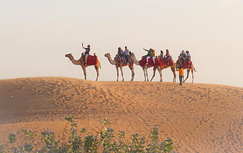 desert, safari, dubai, sand, nature, camel, arab, sunset, tourism, dry, animal