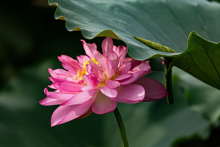 lotus, květ, lotosový květ, růžový květ, okvětní lístky, růžové okvětní lístky, květinové tapety, květinové pozadí, krásné květiny, vodní rostliny, flóra